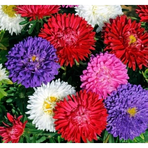 Karışık Renkli 20 Tohum Aster Kasımpatı (Krizantem)