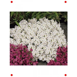 Karışık Renkli Arabis  Tohumu