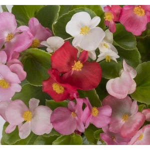 Karışık Renkli Begonya Tohumu - 40 Adet