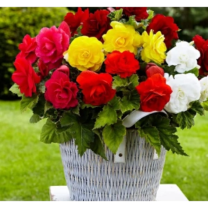 Karışık Renkli Begonya Tohumu - 5 Adet, Katmerli