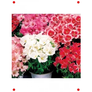 Karışık Renkli Godetya Tohumu (5 Adet)