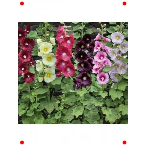 Karışık Renkli Gülhat Çiçeği Tohumu