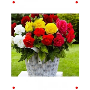 Karışık Renkli Katmerli Bnya Tohumu (5 Adet)