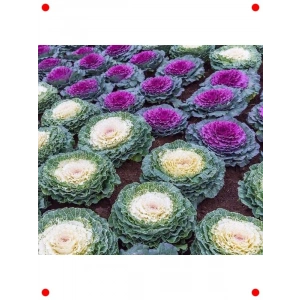 Karışık Renkli Kıvırcık Süs Lahanası Tohumu (5 Adet)