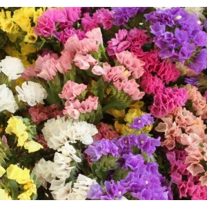 Karışık Renkli Limonyum Çiçeği Tohumu, 15 Adet