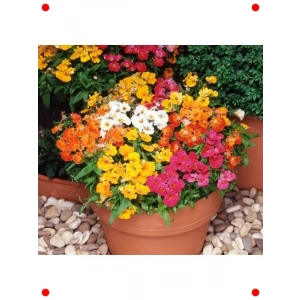 Karışık Renkli Nemezya Çiçeği Tohumu (10 Adet)