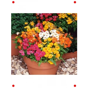 Karışık Renkli Nemezya Çiçeği Tohumu (10 Adet)