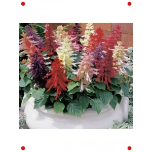 Karışık Salvia (Ateş Çiçeği)  Tohumu (30 Adet)