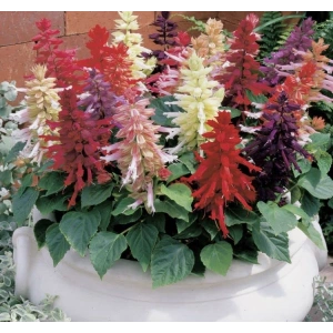 Karışık salvia ateş çiçeği tohumu - 30 adet ile renkli bahçeler