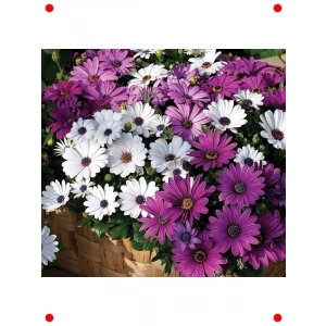 Karışık Sarkan Bodrum Papatyası  Tohumu (5 Adet)