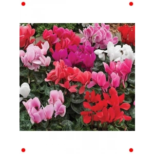 Karışık Siklamen F1 Tohumu (5 Adet)