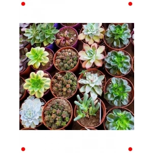 Karışık Sukulent Tohumları Paketi