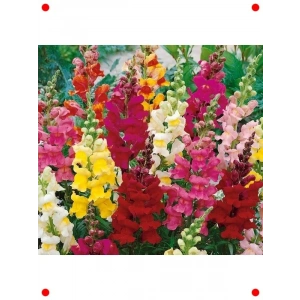 Karışık Uzun Bahçe AslanAğzı  Tohumu (30 Adet)