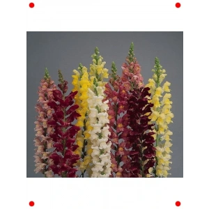 Karışık Uzun Kesmelik Aslanağzı  Tohumu - 15 Adet