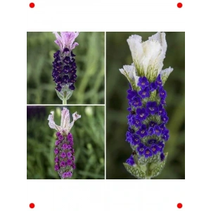 Karışık Yoğun Kokulu Lavandula Tohumu (5 Adet)