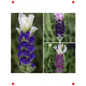 Karışık Yoğun Kokulu Lavandula Tohumu (5 Adet)