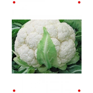 Karnabahar Mimoza Tohumu - Aksel 100 Adet