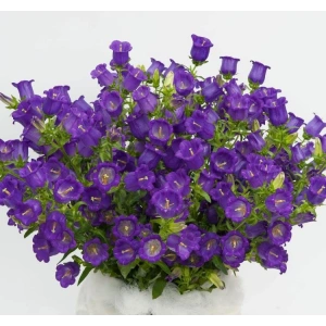 Karnıbahar Moza Tohumu - 100 Adet, Doğal