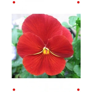 Katlı Kırmızı Hercai Menekşe Tohumu (10 Adet)