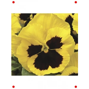 Katlı Sarı Siyah Hercai Menekşe Tohumu (10 Adet)