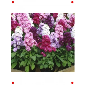 Katlı Şebboy Tohumu Karışık Renkler - 150 Adet