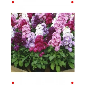 Katlı Şebboy Tohumu Karışık Renkler - 150 Adet