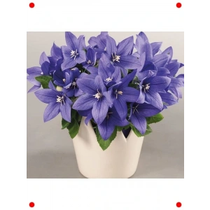 Katmerli Balon Çiçeği Tohumu (5 Adet)