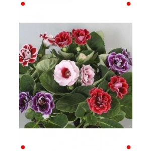 Katmerli Bardak Menekşesi Tohumu Karışık Renk (8 Adet)