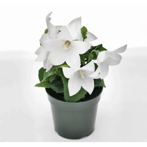 Katmerli Beyaz Balon Çiçeği Tohumu - 5 Adet