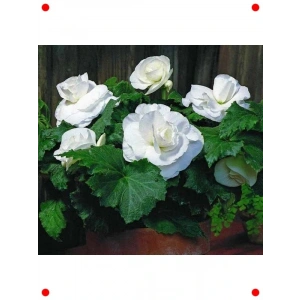 Katmerli Beyaz Bnya Çiçek Tohumu