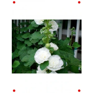 Katmerli Beyaz Dev Gül Hat Tohumu - 5 Adet