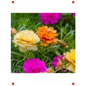 Katmerli Büyük İpek Çiçeği Tohumu - Karışık Renk (40 Adet)