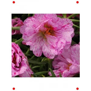 Katmerli Kırcıllı Kırmızı İpek Çiçeği Tohumu - 40 Adet