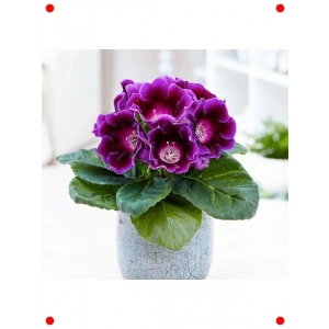 Katmerli Mor Bardak Menekşesi Tohumu (5 Adet)