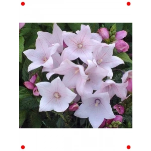 Katmerli Pembe Balon Çiçeği Tohumu (5 Adet)