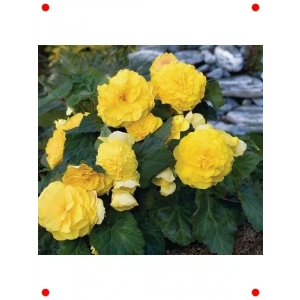 Katmerli Sarı Bnya Tohumu (5 Adet)