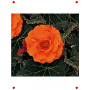 Katmerli Turuncu Begonya Çiçek Tohumu (8)