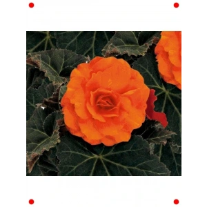 Katmerli Turuncu Bnya Çiçek Tohumu (8)