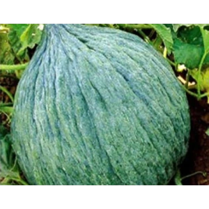 Kavun Hasanbey Tohumu - Aksel 10 gr