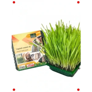 Kedi Çimi | Sindirim Destekleyici Sağlıklı Kedi Otu