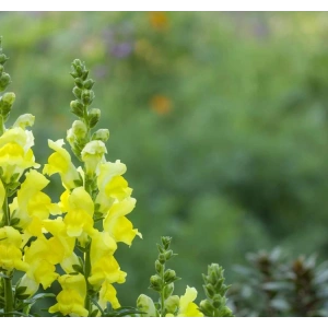 Kesimlik Sarı Aslanağzı Tohumu - 20 Adet