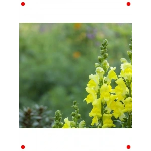 Kesimlik Sarı Aslanağzı Tohumu - 20 Adet