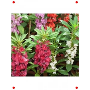 Kına Çiçeği Karışık Renk Tohumları - 75 Adet