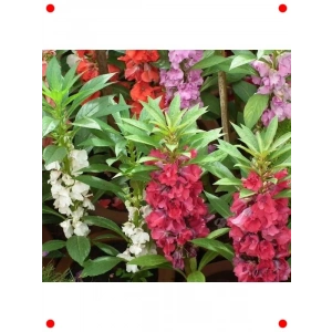 Kına Çiçeği Karışık Renk Tohumları - 75 Adet