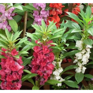 Kına Kına Çiçeği Tohumu - Renkli ve Canlı