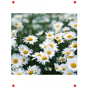 Kır Papatyası Çiçeği Tohumu