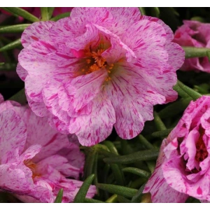 Kırcıllı Kırmızı İpek Çiçeği Tohumu 40 Adet ile Bahçenizi Renklendirin