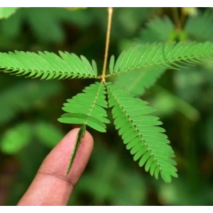 Kırkağaç Kavun Tohumu - 10 Gram, Doğal