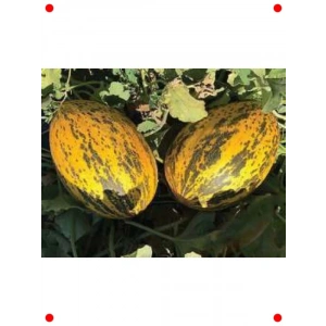 Kırkağaç Tipi Kavun Tohumu (10 gr)