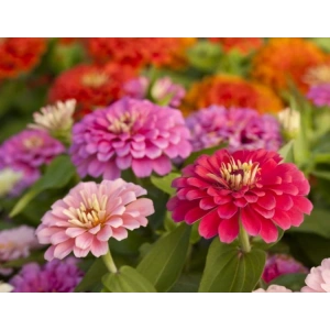 Kirli Hanım Çiçeği (+20 Tohum) - Aen